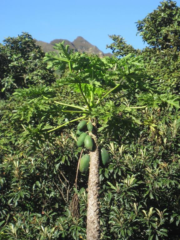 Casa Madre Tierra Hotel Vilcabamba Eksteriør billede